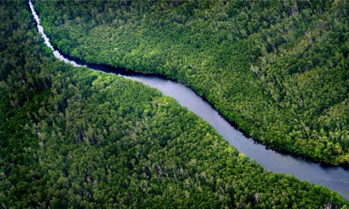 Forest Borneo image source: https://www.nature.org/en-us/what-we-do/our-insights/perspectives/indonesias-east-kalimantan-province-commits-to-new-green-growth-pathway/