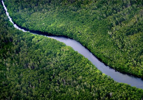 Forest Borneo image source: https://www.nature.org/en-us/what-we-do/our-insights/perspectives/indonesias-east-kalimantan-province-commits-to-new-green-growth-pathway/