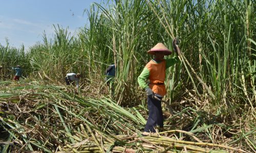 sugarcane merauke image source: https://www.republika.id/posts/28276/ptpn-group-siap-serap-gula-petani
